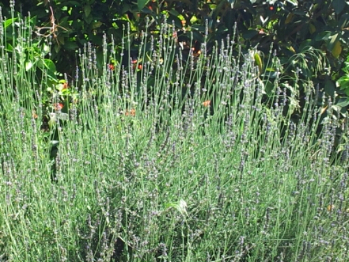 20130505_104450.jpg image